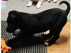 (ar) Bertha *pending* Mixed Breed (Medium) Puppy Female