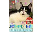 Jethro Tull Domestic Shorthair Kitten Male
