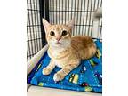 Dart Domestic Shorthair Young Female