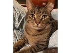 Jonesy Nicollo Domestic Shorthair Adult Male