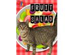 Fruit Salad Domestic Shorthair Adult Female