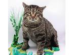 Mckinley Feral #4 - Ezra Domestic Shorthair Adult Male