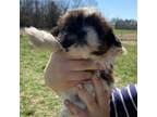 Shih Tzu Puppy for sale in Seymour, MO, USA