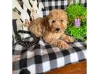 Poodle (Toy) Puppy for sale in Mineola, TX, USA