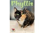 Phyllis Domestic Shorthair Adult Female