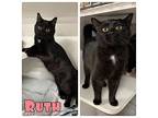 Ruth - PetSmart Domestic Mediumhair Young Female