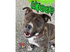 Riggs American Pit Bull Terrier Adult Male