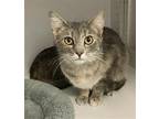 Louise Domestic Shorthair Young Female