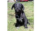 PUPPY LOVELY LYLA Labrador Retriever Puppy Female