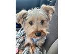 Toby Yorkie, Yorkshire Terrier Puppy Male