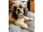 Jaycee Shih Tzu Young Male