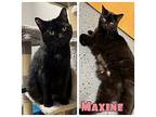 Maxine Domestic Mediumhair Adult Female