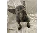 Tulip French Bulldog Young Female