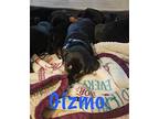 Gizmo D2024 HW in MS Dachshund Puppy Male