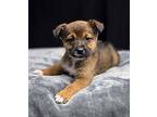 (aw) Kass Mixed Breed (Medium) Puppy Female