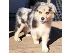 Australian Shepherd Puppy for sale in Chehalis, WA, USA