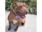 Dolly Barkton *Sponsored Adoption American Pit Bull Terrier Adult Female