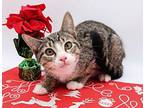 Romeo XIII Domestic Shorthair Kitten Male
