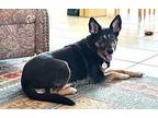 Sami German Shepherd Dog Adult Female