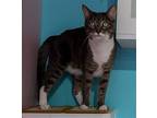 Scribe - KBC Domestic Shorthair Adult Female