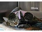 Olivia Domestic Shorthair Young Female