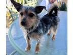 Stella Yorkie, Yorkshire Terrier Adult Female