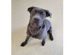 Regina, American Pit Bull Terrier For Adoption In Mount Holly, New Jersey