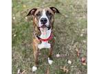 Bounce, American Pit Bull Terrier For Adoption In Boston, Massachusetts