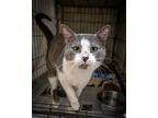 Bayberry (fcid# 03/14/2024 - 46 Trainer), Domestic Shorthair For Adoption In