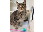 Rascal, Domestic Shorthair For Adoption In Traverse City, Michigan