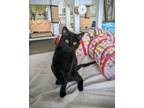 Osito, Domestic Shorthair For Adoption In Chicago, Illinois