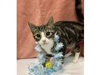 Captain Hook Domestic Shorthair Kitten Male