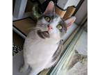 Coquette, Domestic Shorthair For Adoption In Chicago, Illinois