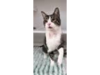 Patrick Star, Domestic Shorthair For Adoption In Traverse City, Michigan