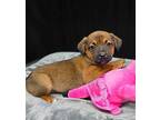 (aw) Lea Mixed Breed (Medium) Puppy Female