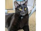 Bumi, Domestic Shorthair For Adoption In Chicago, Illinois