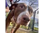 Nora, American Pit Bull Terrier For Adoption In Dallas, Texas