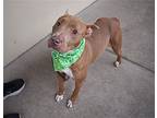 Asteria, American Staffordshire Terrier For Adoption In Mckinney, Texas