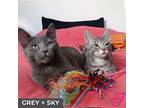 Grey (bonded With Sky), Domestic Shorthair For Adoption In Toronto, Ontario