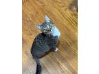 Nash, Domestic Shorthair For Adoption In Baltimore, Maryland