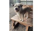 Crouton, Terrier (unknown Type, Small) For Adoption In Plano, Texas