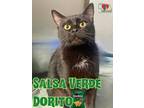 Salsa Verde Dorito Domestic Shorthair Adult Female