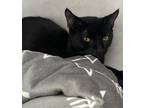 Poppy, Domestic Shorthair For Adoption In Salem, New Hampshire