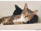 Mina, Domestic Shorthair For Adoption In Salem, New Hampshire