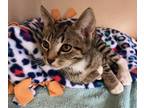 Fisher, Domestic Shorthair For Adoption In Salem, New Hampshire