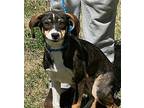 Sansa, Rat Terrier For Adoption In Locust Fork, Alabama