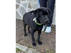 Sonny ~ Meet Me!, Labrador Retriever For Adoption In Jackson, Tennessee
