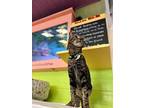 Joey, Domestic Shorthair For Adoption In Fort Myers, Florida
