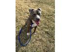 Tino, American Pit Bull Terrier For Adoption In Port Jervis, New York