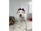 Icee , American Staffordshire Terrier For Adoption In Picayune, Mississippi